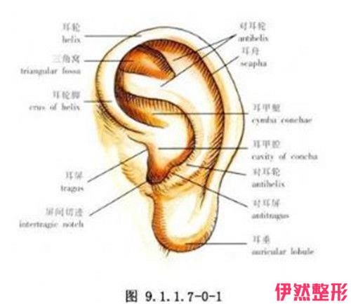 耳垂分裂还能改良回来吗