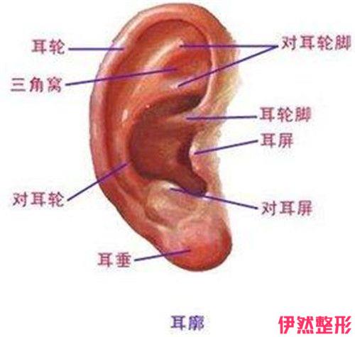 耳垂畸形修复的果显著吗？要注意哪些